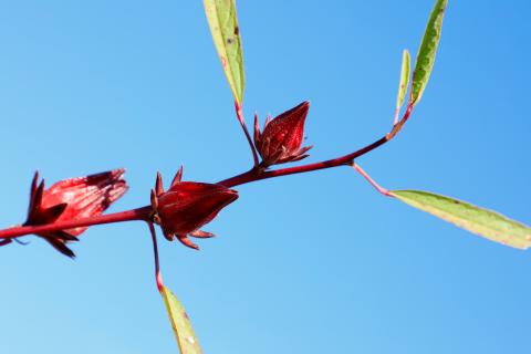 Crimson Bloom Against the Sky
